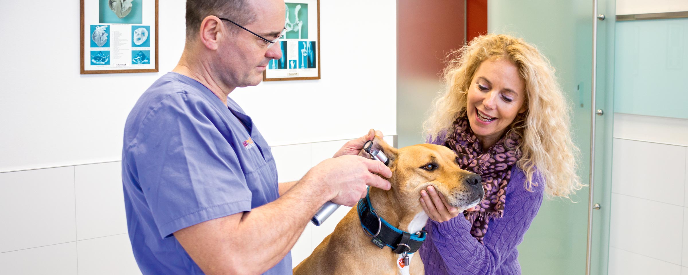 Tierarzt Dr. Kucher untersucht Hund